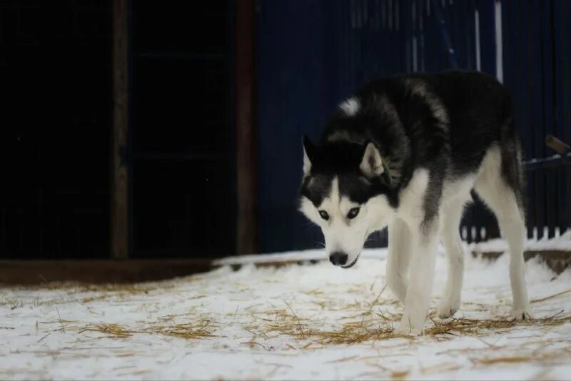 настойка горькая хаски ягодный микс 0. хаски ягодная. хаски настойка горькая. хаски ягодная. хаски ягодная.