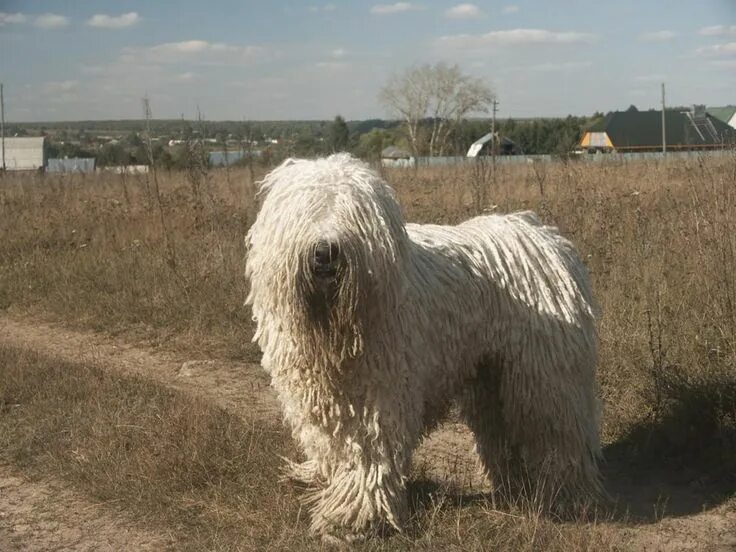 Породы пули (венгерская овчарка). Венгерская овчарка 4. Лохматая венгерская овчарка 8 букв сканворд. Венгерская овчарка. Комондор породы пастушьих собак.