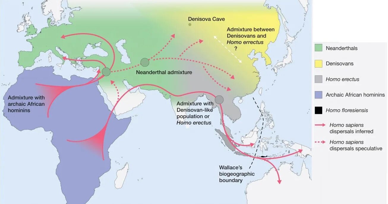 Хомо сапиенс ареал обитания. Человек разумный современный ареал. Место появления первых людей. Ареал обитания неандертальцев. Питекантроп ареал обитания.