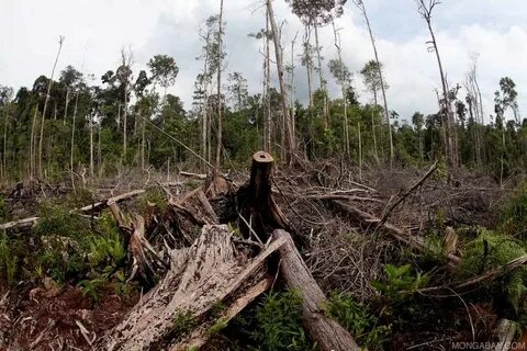 Destruction of wildlife