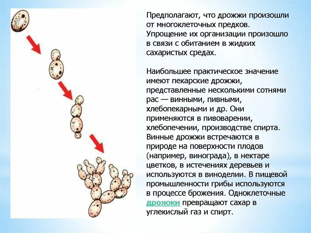 Дрожжи грибы среда обитания. Среда обитания дрожжей. Среда обитания дрожжевых грибов. Практическое значение дрожжей. Дрожжи живут там где