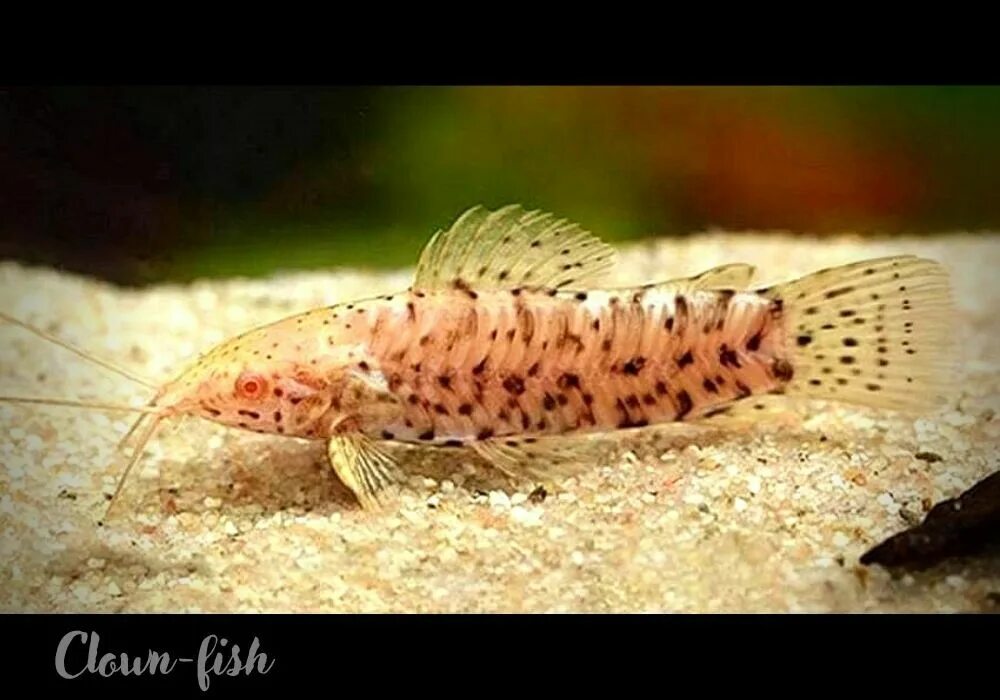 таракатум альбинос. таракатум альбинос. хоплостернум торакатум альбинос. таракатум рыбка аквариумная. таракатум белый.