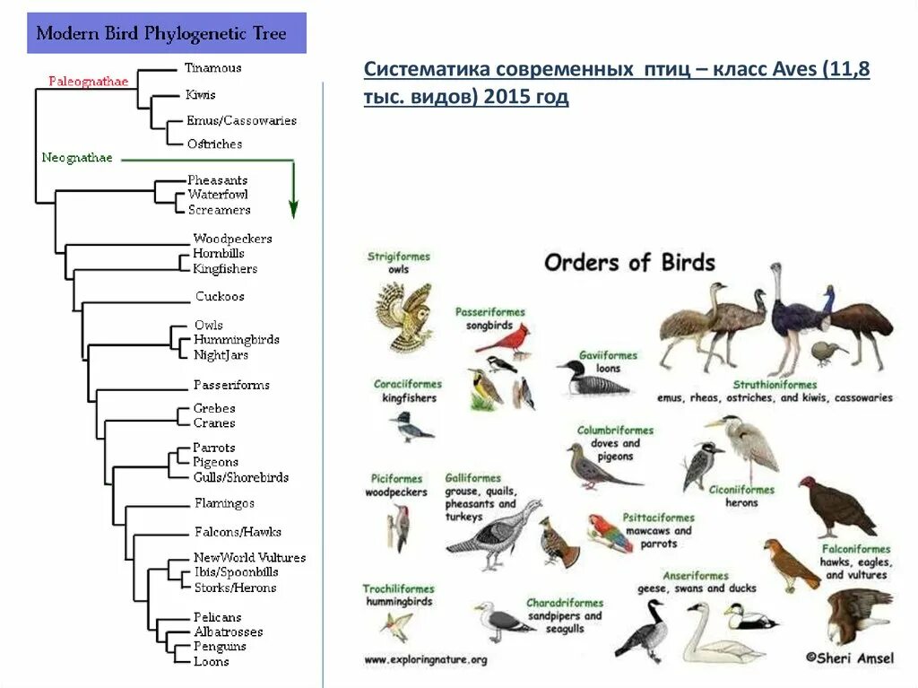 9 отрядов птиц. Классификация и систематика птицы. Класс птицы классификация. Таксономия класса птиц. Систематика птиц отряды.
