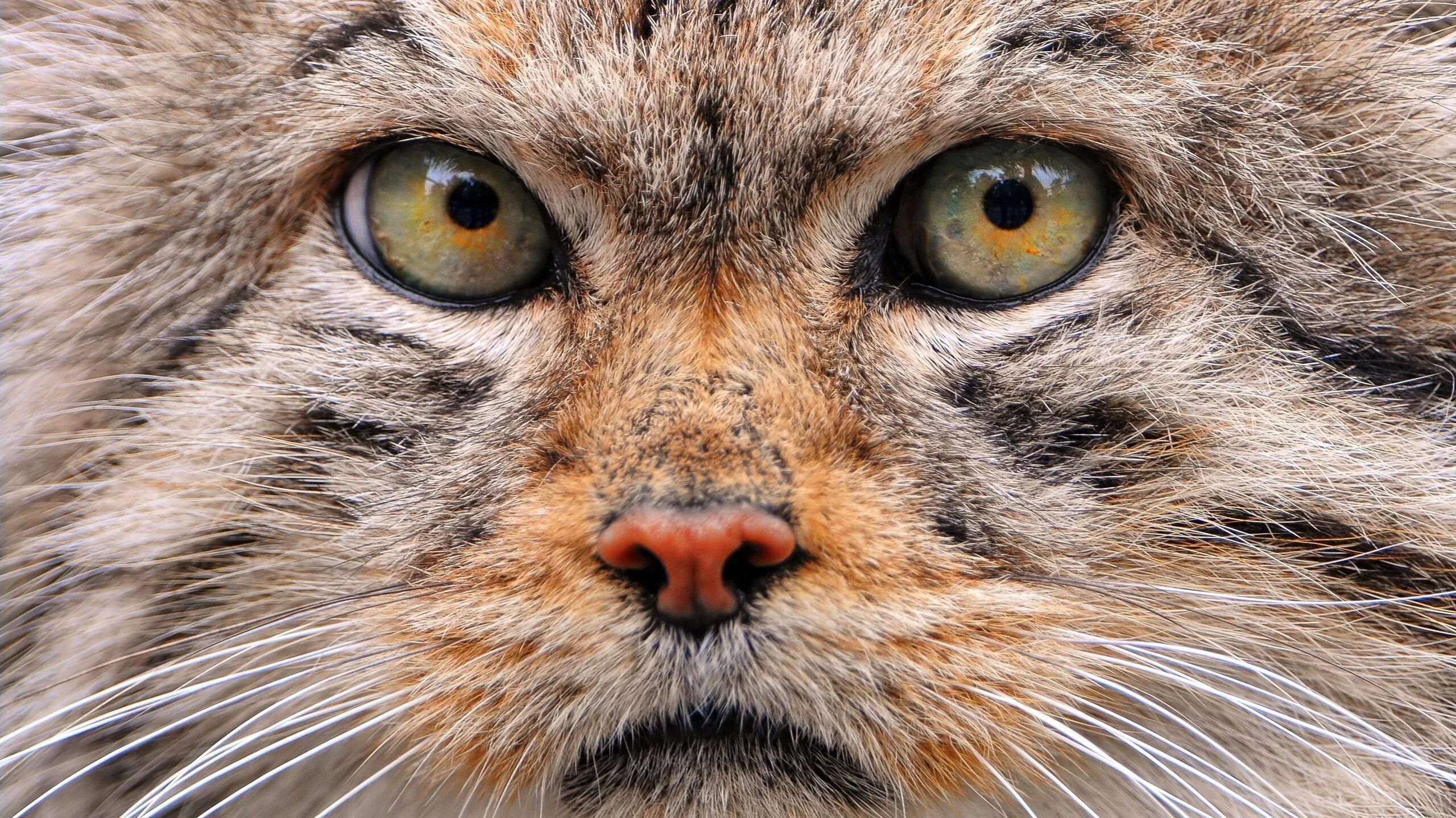 Мануалы cat
