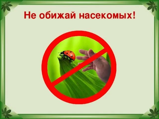 Не обижай животных. Не обижай насекомых. Природоохранные знаки. Знак не обижай насекомых. Берегите насекомых.