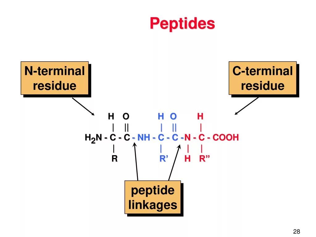 H2n пептид. N-терминальная кислота. N И C терминальные аминокислоты. C-терминального телопептида. N terminal