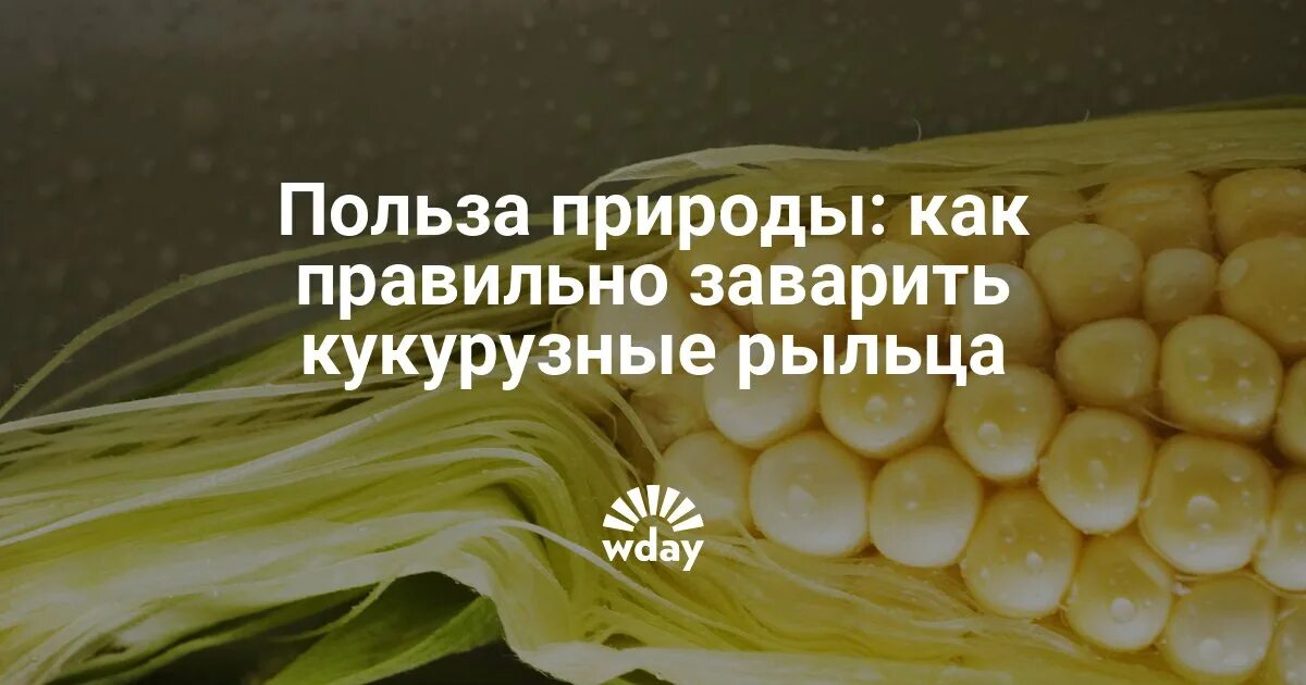 Рыльца как заваривать. Кукуруза с волосами. кукурузный волос чем полезно. волос кукуруза чем полезна. как заваривать кукурузные рыльца.
