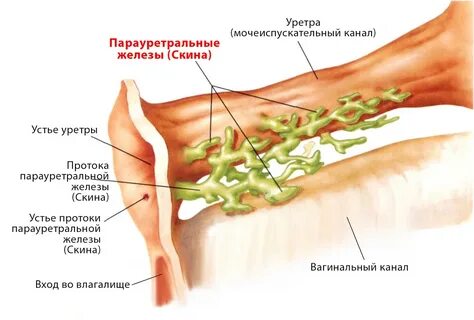 Порнуха про женский сквирт - 933 порно роликов подходящих под запрос