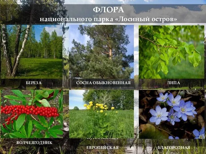 Лосиный остров один из первых национальных егэ. Национальный парк лосиный остров растения. лосиный остров деревья. лосиный остров заповедник. растения в парке лосиный остров.