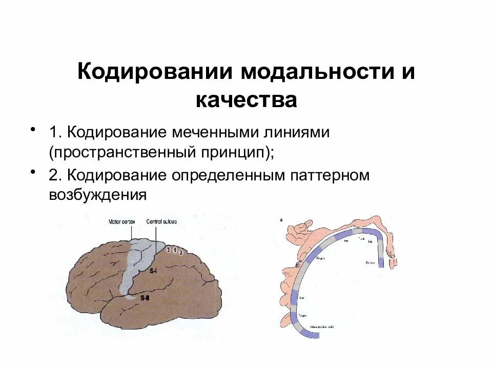 Кодирование сенсорной информации. Принцип меченой линии физиология. физиология сенсорных систем. пространственное кодирование физиология. кодирование модальности.