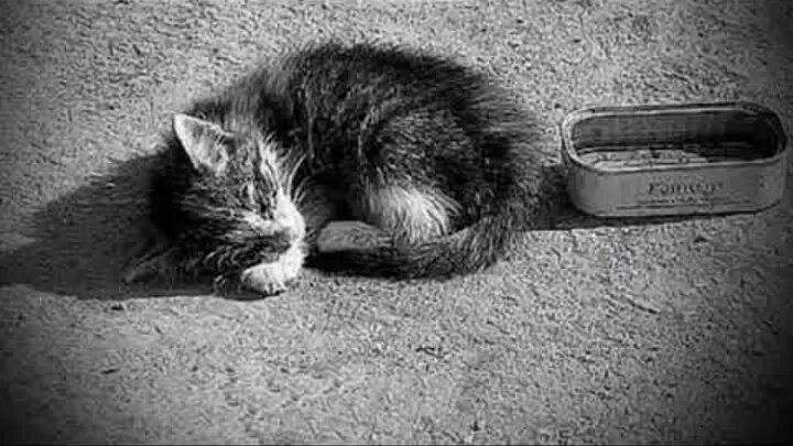 Бездомные кошки. Брошенный котенок. Котики бездомные грустные. Одинокий кот.
