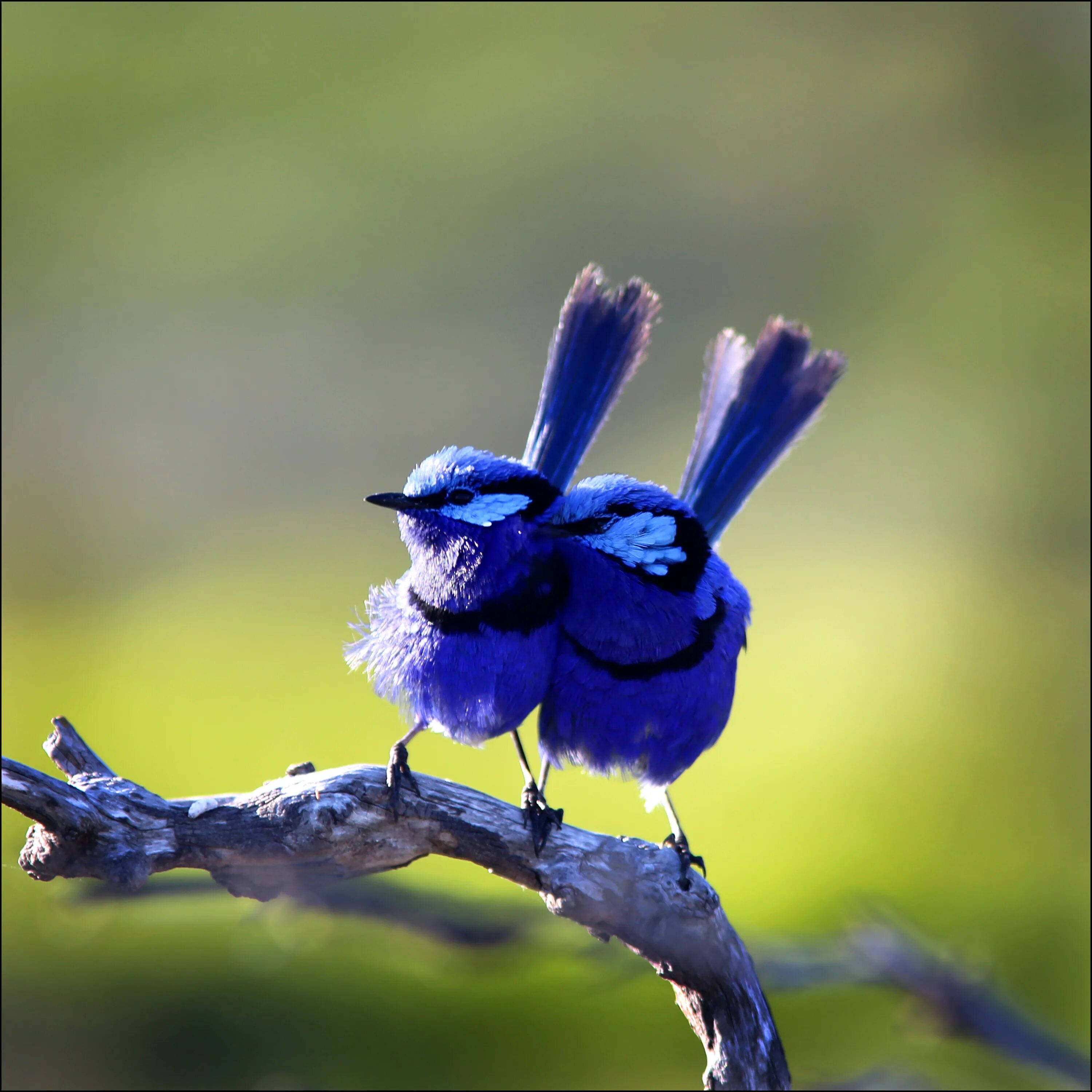 Голубые птички которые сидят рядом. Синий попугай ара вымер. Венценосный голубь. Две синие птицы. Голубая сиалия голубой зяблик.