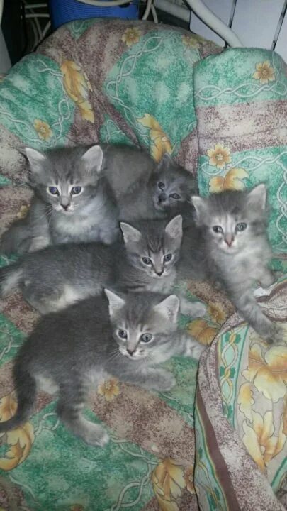 Авито объявления котята в добрые. Авито животные котята.