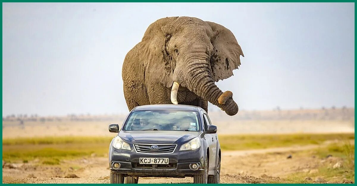 Красивые слоны. Слоники любовь. African elephant. Даже слоном. Форд фмах 2020 слон.