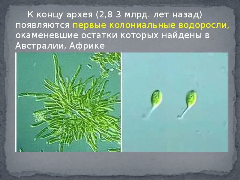 Появление водорослей эра. Цианобактерии архейской эры. Сине зеленые водоросли Архей. Одноклеточные водоросли протерозой. Архейская Эра первые водоросли.