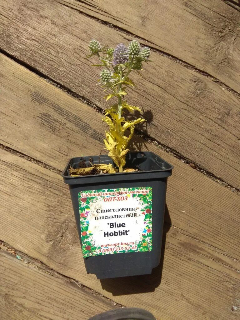 Оптхоз саженцы. Оптхоз пересорт. Растение опт хоз. Хозопт саженцы интернет магазин. Растение опт хоз.