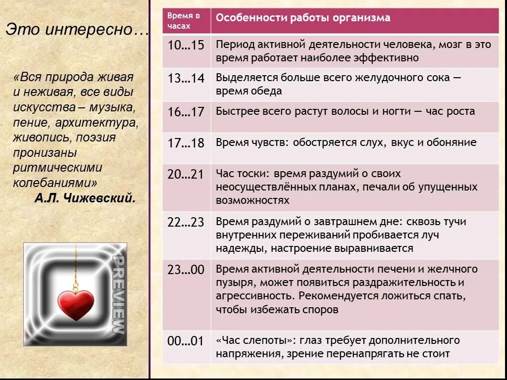 Работа 16 часов в сутки. Время работы организма. Биологические часы органов человека по часам. Активность организма по часам в течении суток. Время активной работы органов.