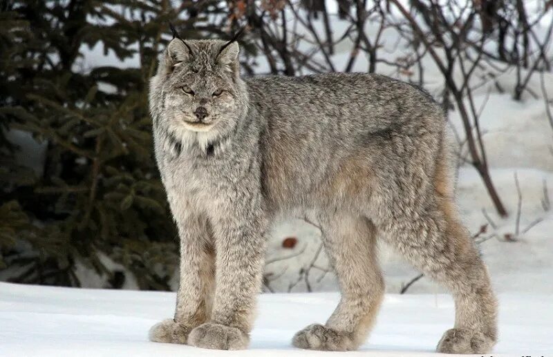 Канадская Рысь. Канадская Рысь Северной Америки. Рысь обыкновенная (лат. Lynx Lynx). Канадская Рысь лапы.