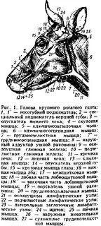 Голов крупного