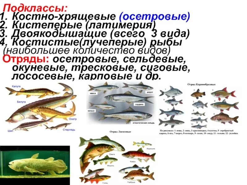 Осетровые и лососевые рыбы. Подклассы рыб. Виды лососевых рыб. Подкласс костистые рыбы. Костные рыбы лучеперые.