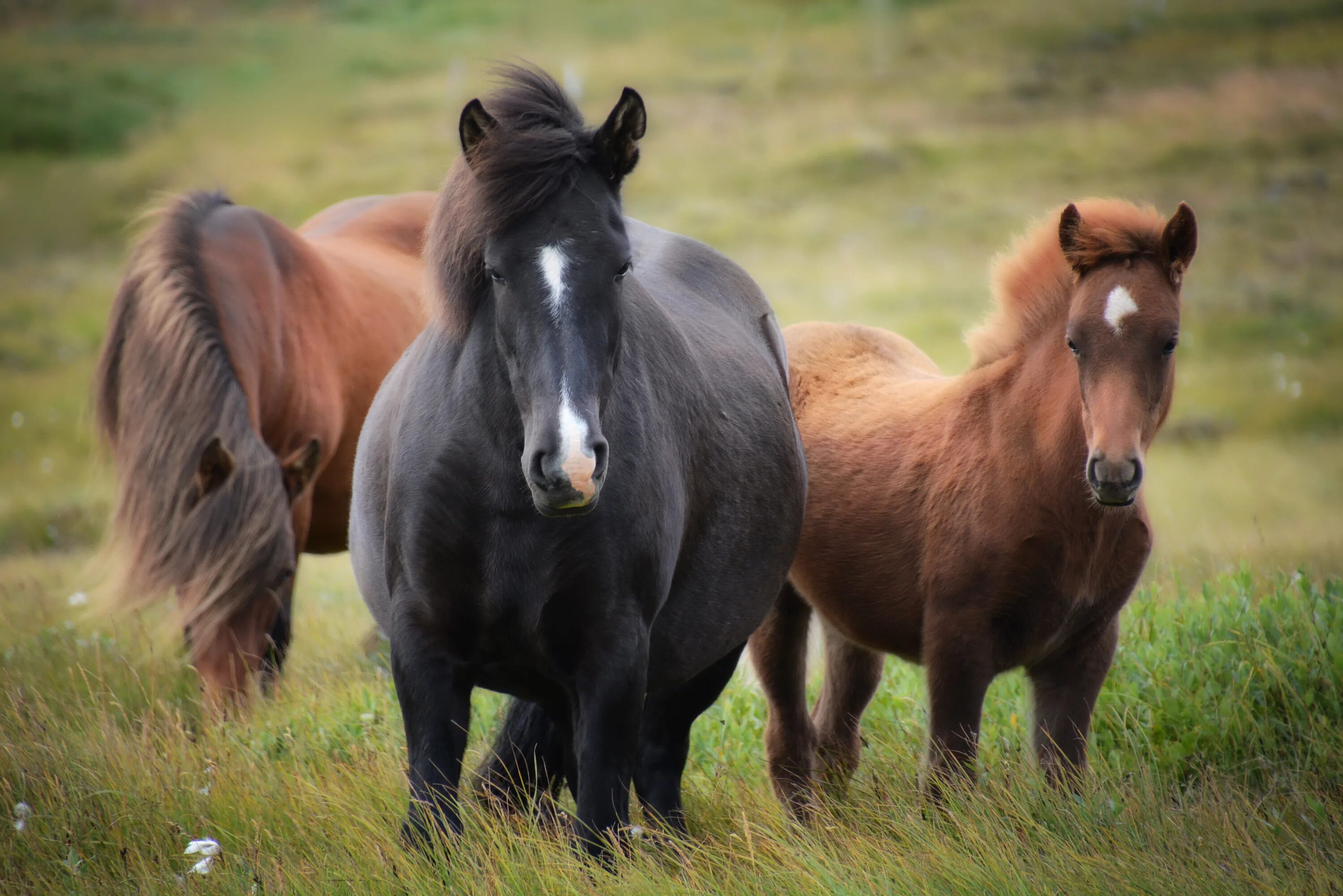 Картинки лошадей. Лошади. Лошади на природе. Фото коня. Фотографии лошадей.