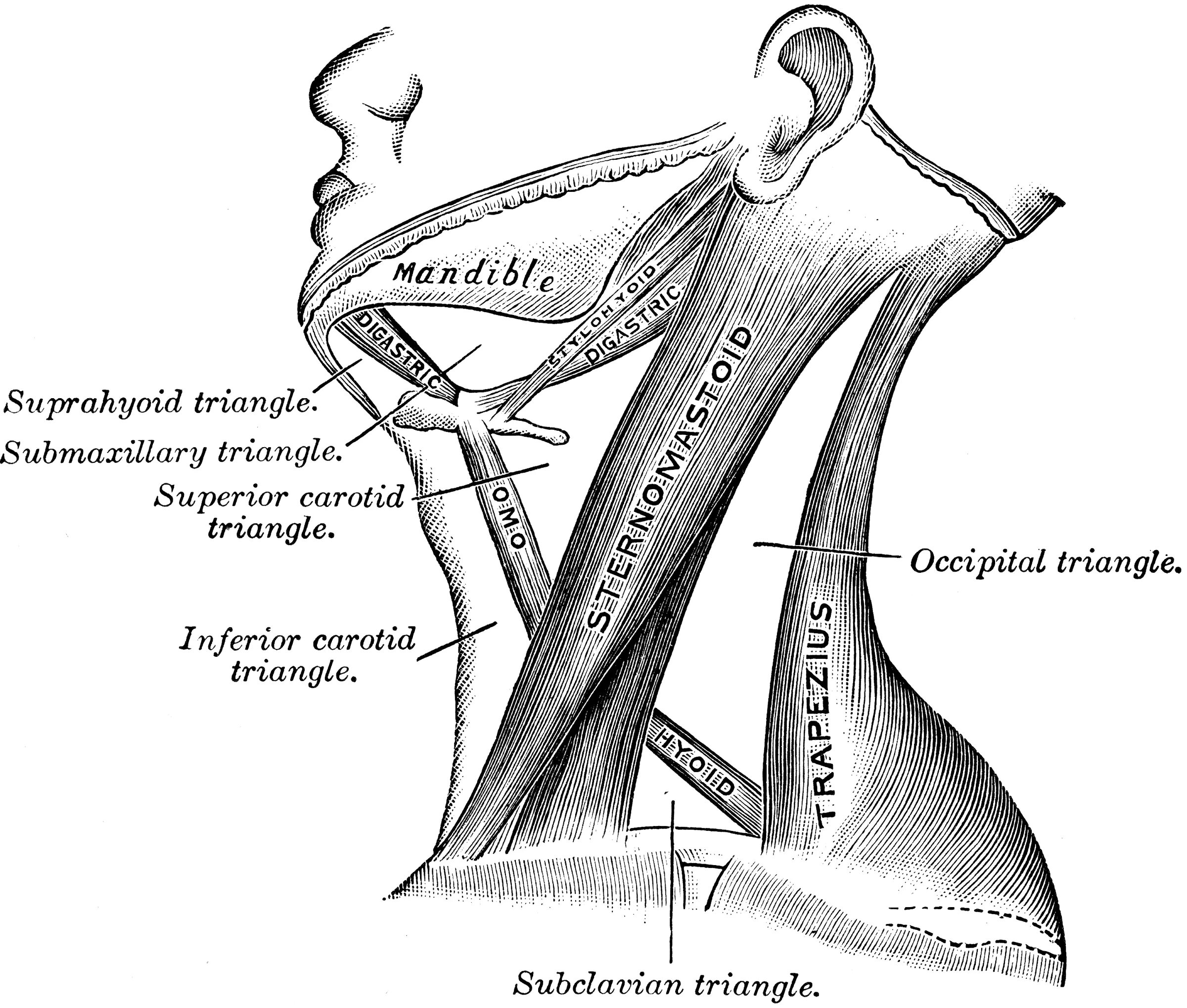 латеральная область шеи на латинском