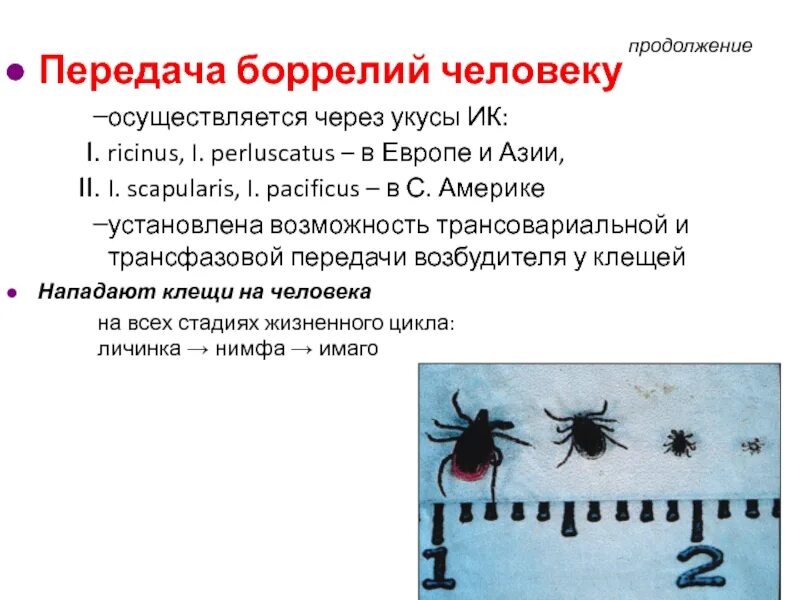 Возбудитель передается через укусы насекомых. Трансовариальная и трансфазовая передача возбудителя. Трансовариальная передача возбудителя это. Трансовариальная передача возбудителя заболевания. Трансфазовая передача возбудителя это.