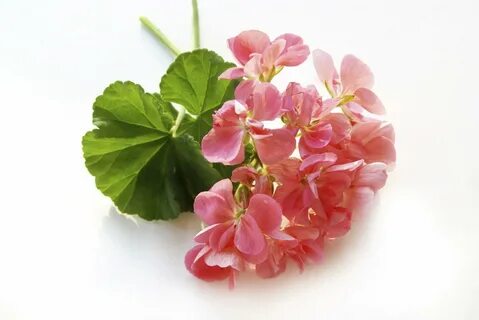 Пеларгонии и ко канал