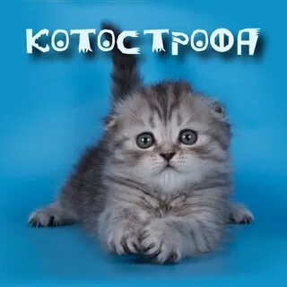 Котострофа