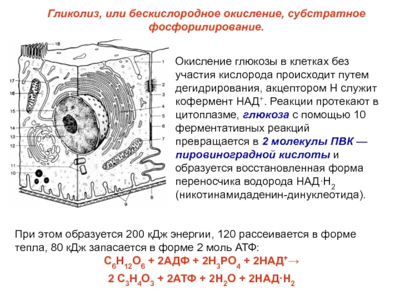 Митохондрия цитоплазма биологическое окисление. Гликолиз окисление глюкозы в клетках. где происходит биологическое окисление в клетке. процессы окисления в клетке. бескислородное окисление глюкозы в клетке..