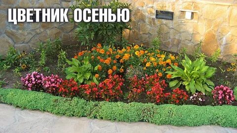 Клумба с низкорослыми многолетними цветами