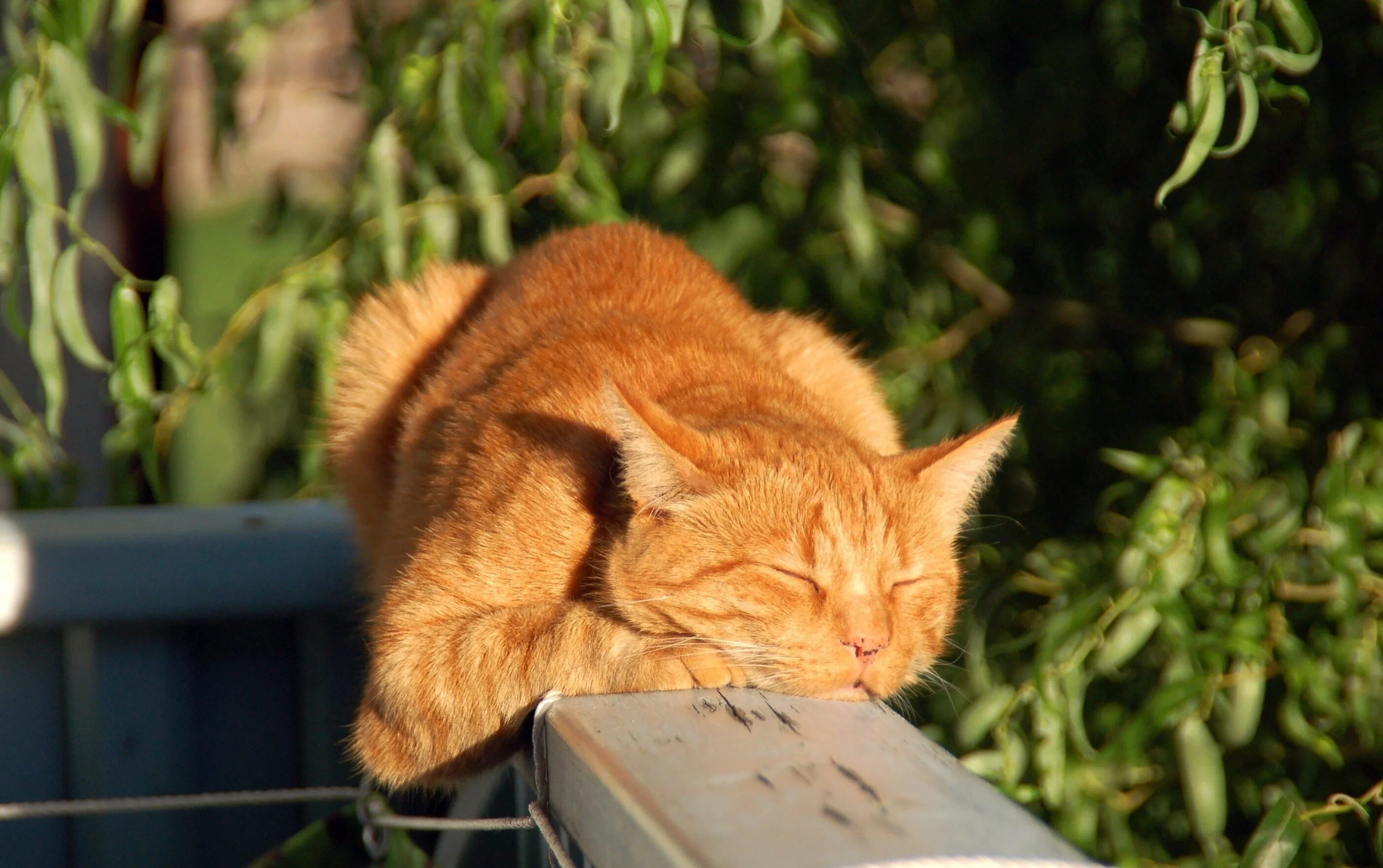 Котик на солнышке. Кот на солнышке. Кот на солнышке весной. Она грелась на весеннем солнышке. Кот на солнышке.