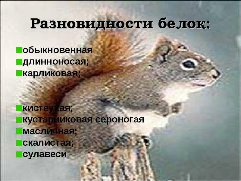 Систематика животных белка обыкновенная. Вторичная структура белка схема. Первичная вторичная третичная структура белка. Отряды млекопитающих грызуны. Лисья белка.