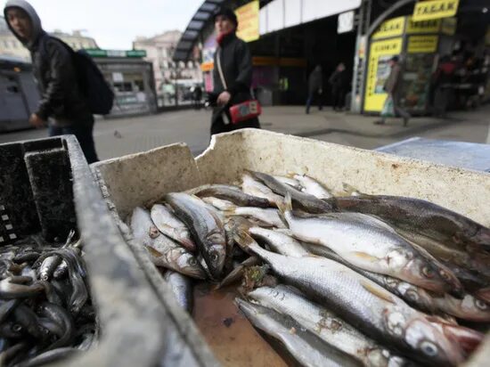 Корюшка в петербурге 2023. Любителей корюшки или любители корюшки. Корюшка на рынке. Корюшка питер. Корюшка питер.