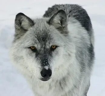Серы красивы волк