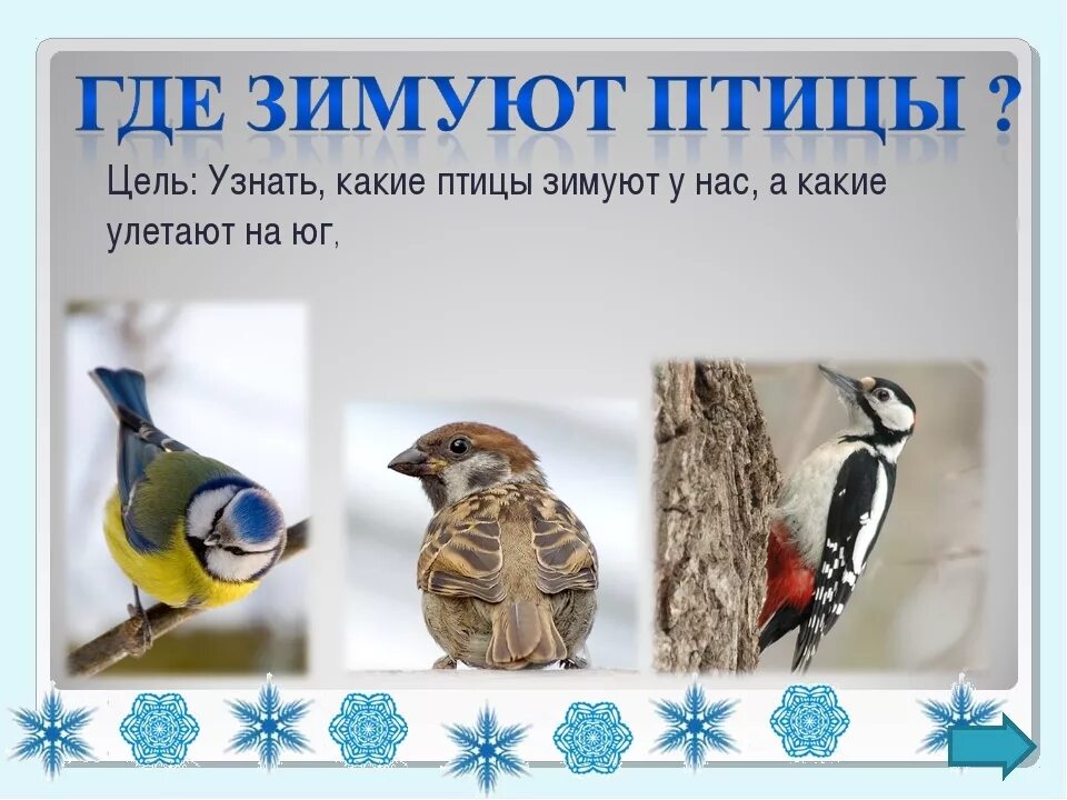 Зимующие птицы 1 класс окружающий. Где и как зимуют птицы. зимующие птицы окружающий мир. зимующие птицы для первого класса. птицы в окружающем мире.