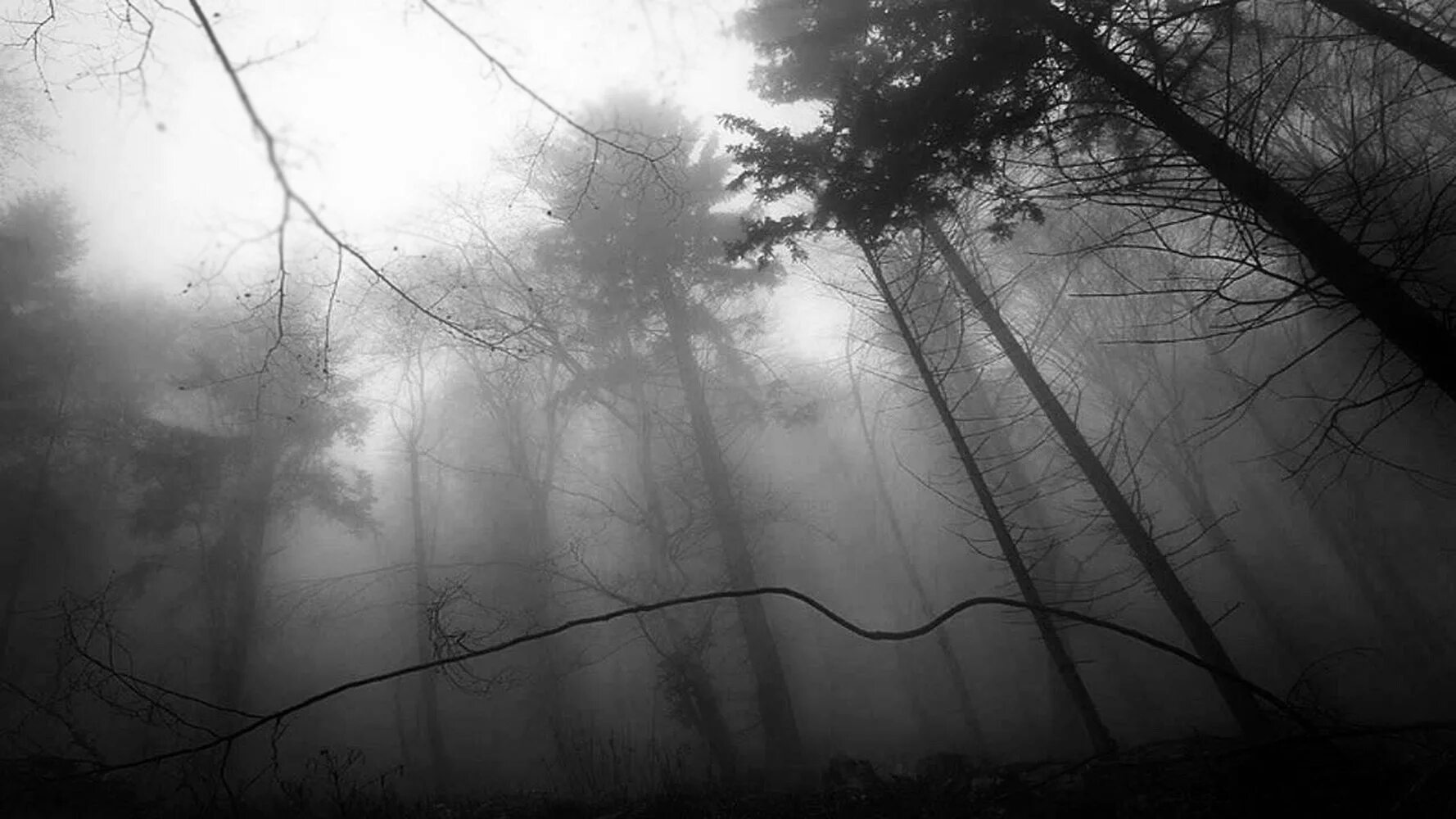 Atmospheric Black Metal лес. Мрачный туман. Мрачный лес. Туманный лес. Загадочные туманы