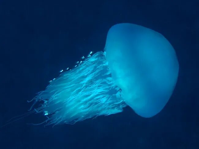 съедобные медузы. хрустальное мясо медузы. съедобные медузы. съедобные медузы. ропилема съедобная (rhopilema esculenta).