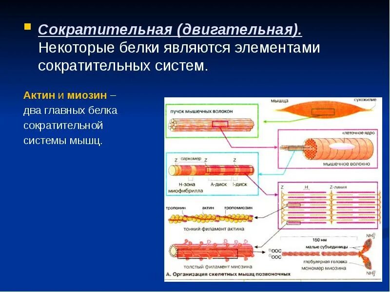 Сократительную функцию выполняют
