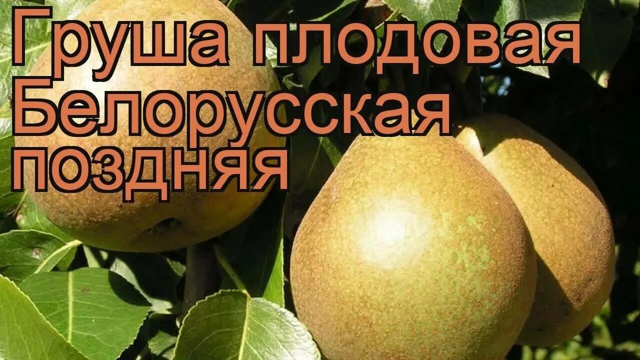 Сорт груши белорусская поздняя. Груша патен глубокская. черенкованием груша белорусская поздняя описание сорта. посадка по правилам груша белорусская поздняя описание сорта. техника посадки саженца груша белорусская поздняя описание сорта.