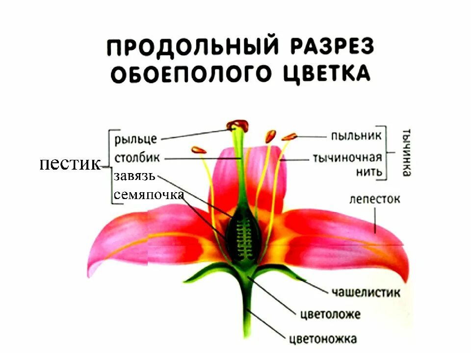 Генеративные органы цветки соцветия. Строение генеративных органов растений. Генеративные органы цветки соцветия биология 6. Генеративные органы растений цветок. Генеративные органы тест