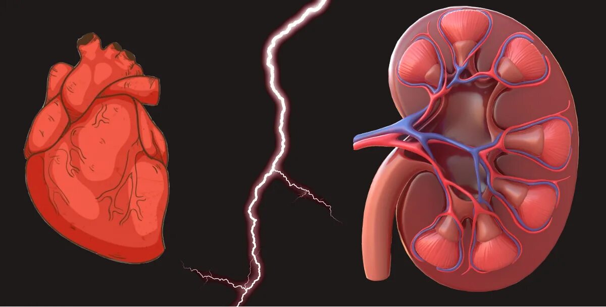 Заболевания сердца и почек. Сердечная и почечная недостаточность. Сердечный ковид
