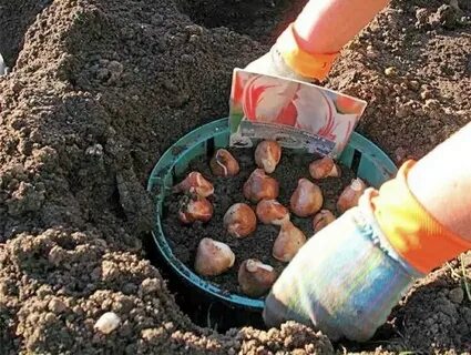 Что делать с тюльпанами осенью