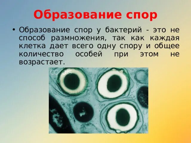 Споры бактерий 5 класс. Образование спор 5 класс биология. Образование спор. Споры бактерий и их виды. Образование спор у бактерий.