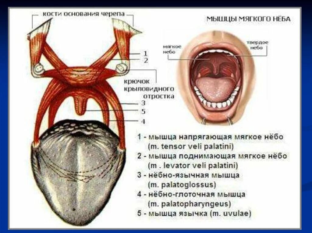 Ротовый. Мышцы мягкого неба (Palatum Molle):. Строение мягкого неба анатомия. Парез мышц мягкого нёба. Небная занавеска анатомия.