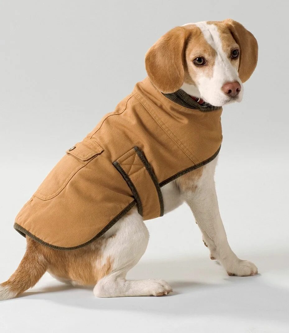 Бин собака. Carhartt dog coat. собака в куртке. курточки для собак. комбинезон carhartt для собак.