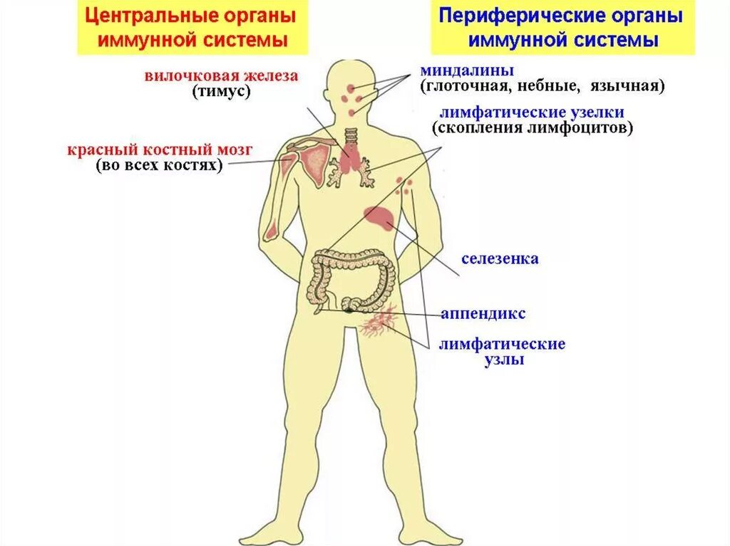 Центральные и периферические органы иммунной системы. Иммунная система Центральная и периферическая схема. Расположение центральных и периферических органов иммунной системы. Схема расположения центральных и периферических органов иммунитета.