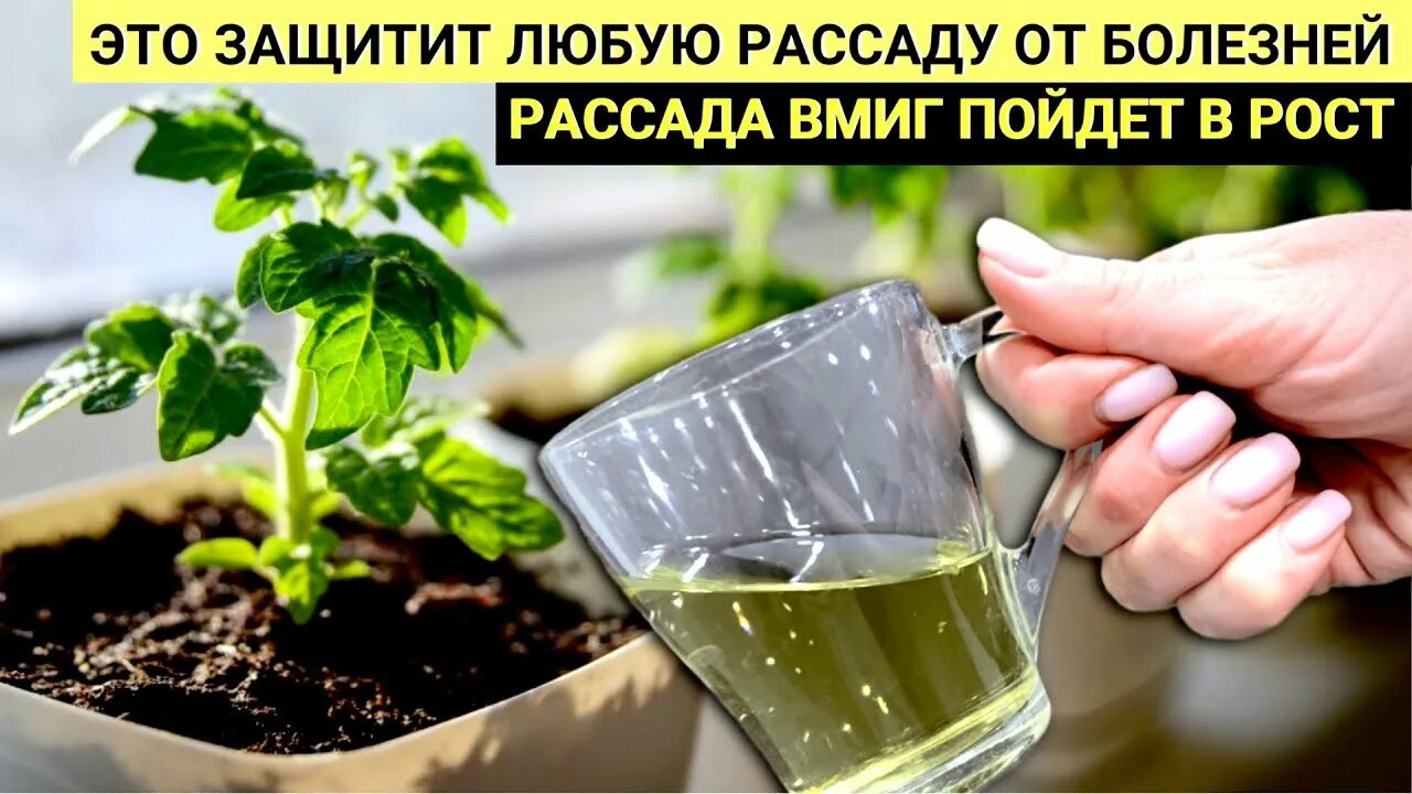 Подкормка рассады перца. Лучшие подкормки для рассады. Подкормка для рассады перца и помидор для роста и толщины. Картофельный отвар для рассады перцев и томатов. Подкормка рассады огурцов и помидор