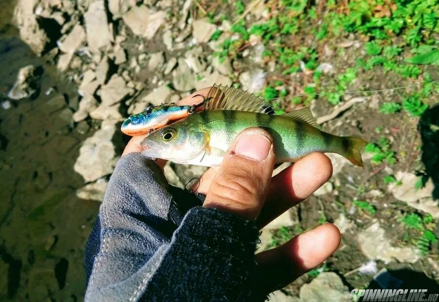 Река ай рыбалка. Hs,fkrf yf htrt fq. Река ай рыба водится. Таймень рыба. Река ай рыба водится какая 0.