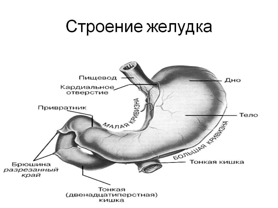 Части органа желудка. Строение желудка анатомия части. Желудок внешнее строение топография. Строение желудка человека анатомия схема. Строение желудка привратник.